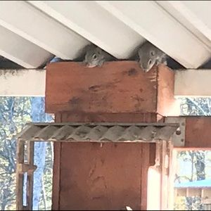 Meet your Posher, Jenny